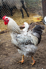 White hen on the green grass