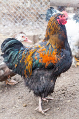 White hen on the green grass