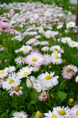 Fototapeta premium flowers