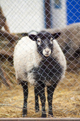 Romanov sheep in the paddock