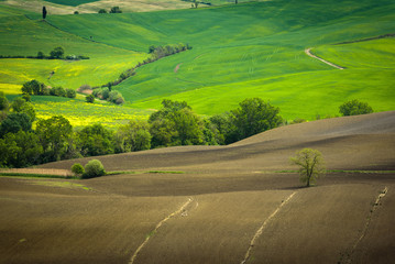 Beginning sunny spring days on the fields