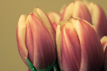 Fototapeta premium Spring of colored tulip, upper part of the flower