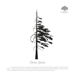 Black silhouette of a pine on a white background