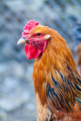 White hen on the green grass