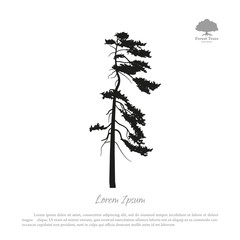 Obraz premium Black silhouette of a pine on a white background