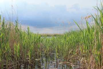 jasnoziria