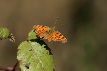 Robert-le-diable (Polygonia c-album)