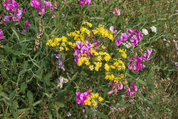 Fototapeta premium Blumenwiese