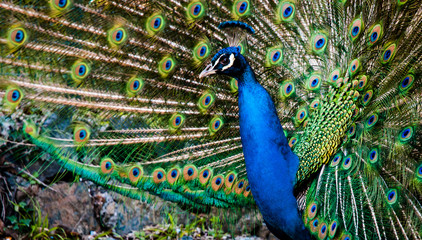 Obraz premium peacock spreading its colored feathers in the park of arenzano genoa