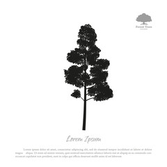 Fototapeta premium Black silhouette of a tree on a white background. Forest trees