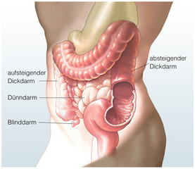 Der Darm. Dünn- und Dickdarm
