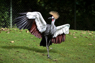 Kronenkranich - Balearica pavonina