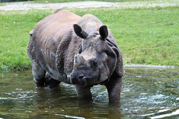 Nashorn - Rhinozeros - Indisches Panzernashorn