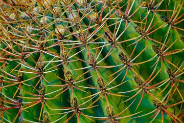 Obraz premium Cactus details macro close up background