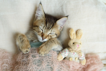 Sleeping kitten wrapped in a blanket © Корнеевец-Выдренкова