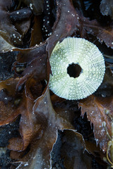 Still life with skeleton of sea–hedgehog, shells and frozen water weeds.