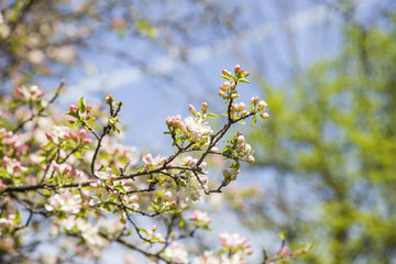Spring blossom