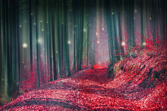 Fototapeta Magic fairytale forest with fireflies lights and mysterious road
