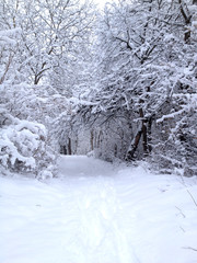 Winter landscape with snow