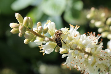 Biene sammelt Nektar