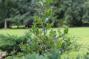 Distel mit Spinnweben