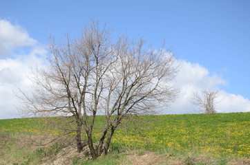 isolated big tree in the field
