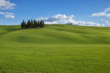 Cipressi in Val D'Orcia