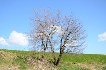 isolated big tree in the field