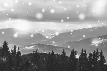 Fototapeta na wymiar Чёрно-белое фото. Панорама Карпатских гор зимой