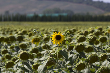 Girasoli in val d orcia