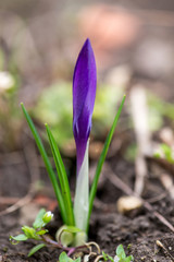 Sprouting crocus in spring garden