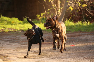 labrador et cane corso qui courrent et jouent