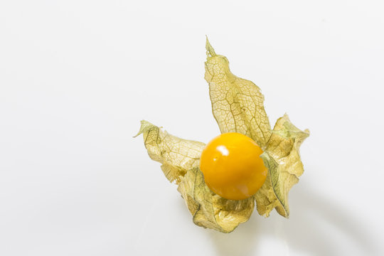  Physalis vor weissem Hintergrund