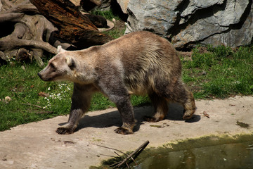 Ein Hybridbär in einem Zoo