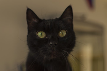 Black cat with green eyes