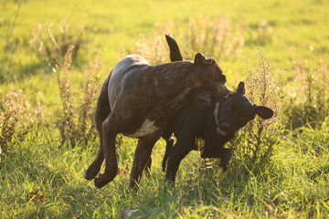 Labrador noir et cané corso cane corso bringer