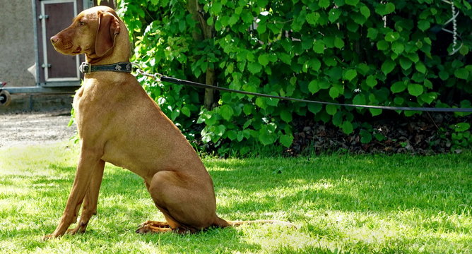 Rhodesian Richback an der Leine