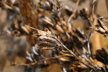 Christmas dry wood flower