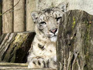 Portrait of a male snow leopard, Uncia uncia