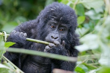 Gorilla Baby Portrait