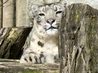 Portrait of a male snow leopard, Uncia uncia