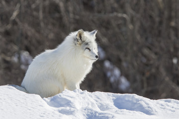 Arctic fox
