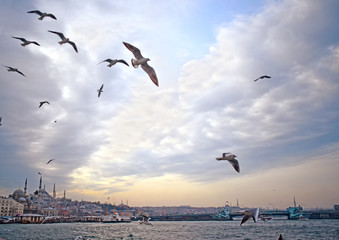 Istanbul seagulls in sunset
