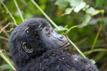 Gorilla Baby Portrait