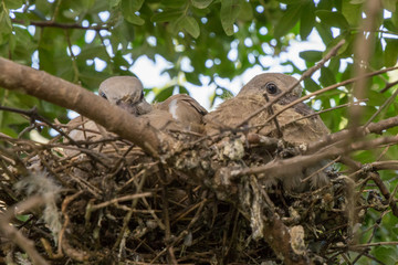 European turtle dove chicks
