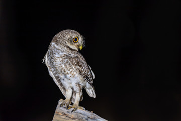 Spotted Owlet or Athene brama, beautiful bird perching on branch in Thailand.