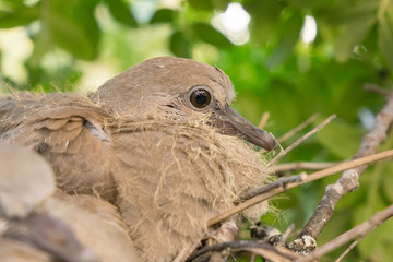 European turtle dove chicks