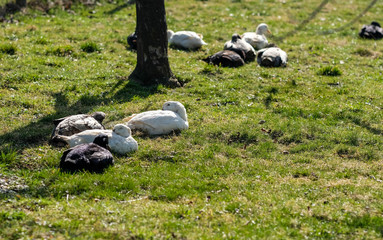 Gänse und Enten © UrbanExplorer