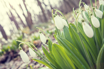 Beautiful springtime background. White blooming snowdrop folded or Galanthus plicatus with water drops. Low angle. Sunshine. Sunrise. Toned, soft focus. Shallow depth of field.