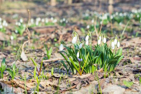 Beautiful springtime background. White blooming snowdrop folded or Galanthus plicatus with water drops. Low angle. Sunshine. Sunrise. Toned, soft focus. Shallow depth of field.